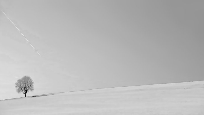 A lone tree in a snowy field, with a contrail streaking across the monochrome sky
