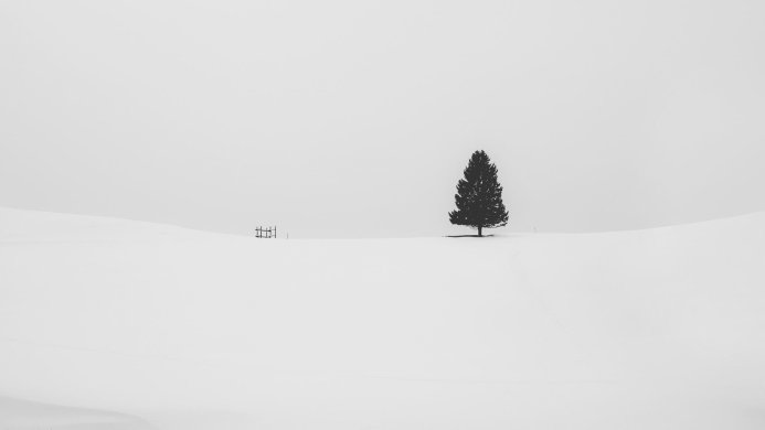 A solitary tree in a snow-covered field under a gray sky, with a small fence in the distance