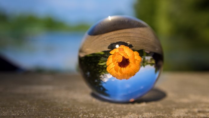 Orange marigold flower inside a crystal ball with a blurred lake and trees background