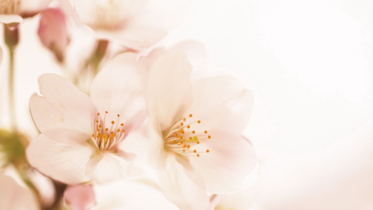Light pink cherry blossoms delicate petals and stamens