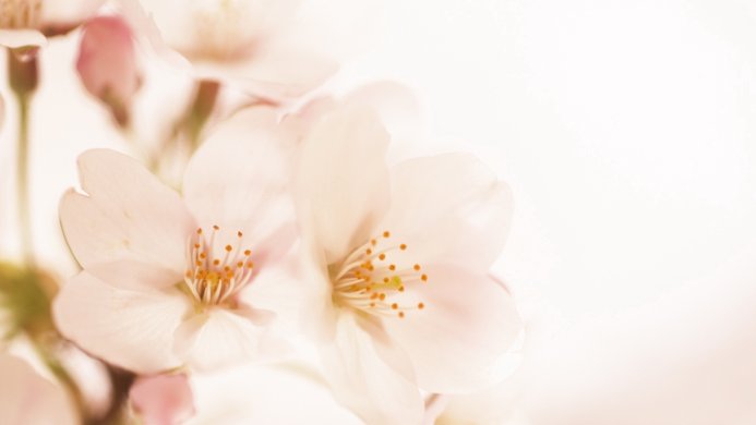 Close-up of pale pink cherry blossom flowers with golden stamens