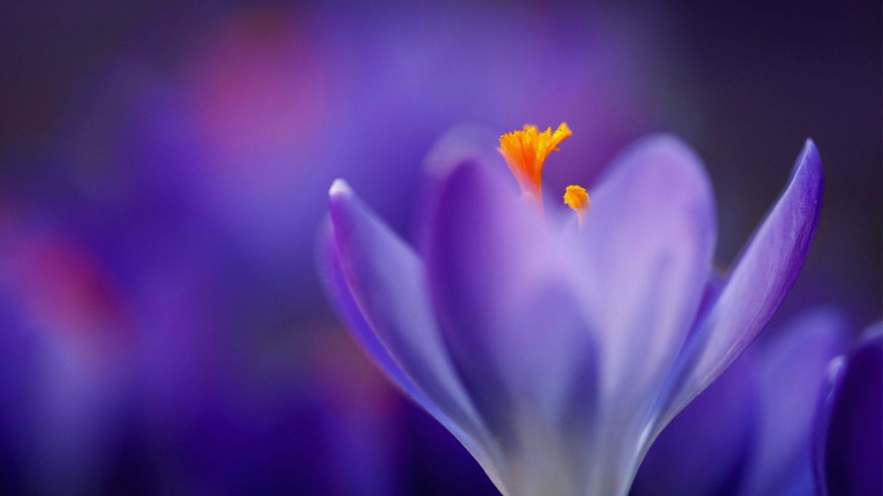 Purple crocus flower close up with yellow stamens