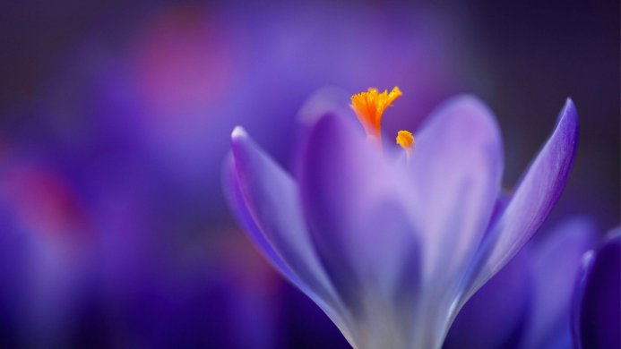 A close-up of a purple crocus flower with an orange stamen