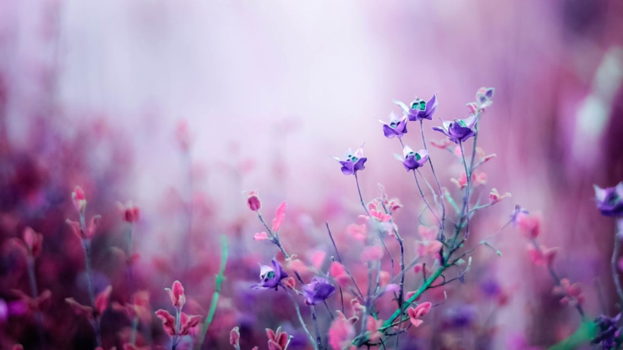Purple and pink flowers with bokeh background