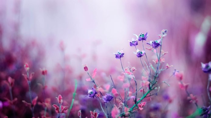 Purple and pink flowers in a field with a soft, blurred background