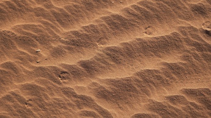 Animal tracks curving across rippled sand dunes in a desert landscape