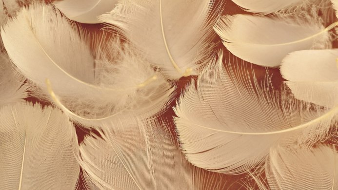 Close-up of many soft, beige and white feathers on a brown surface