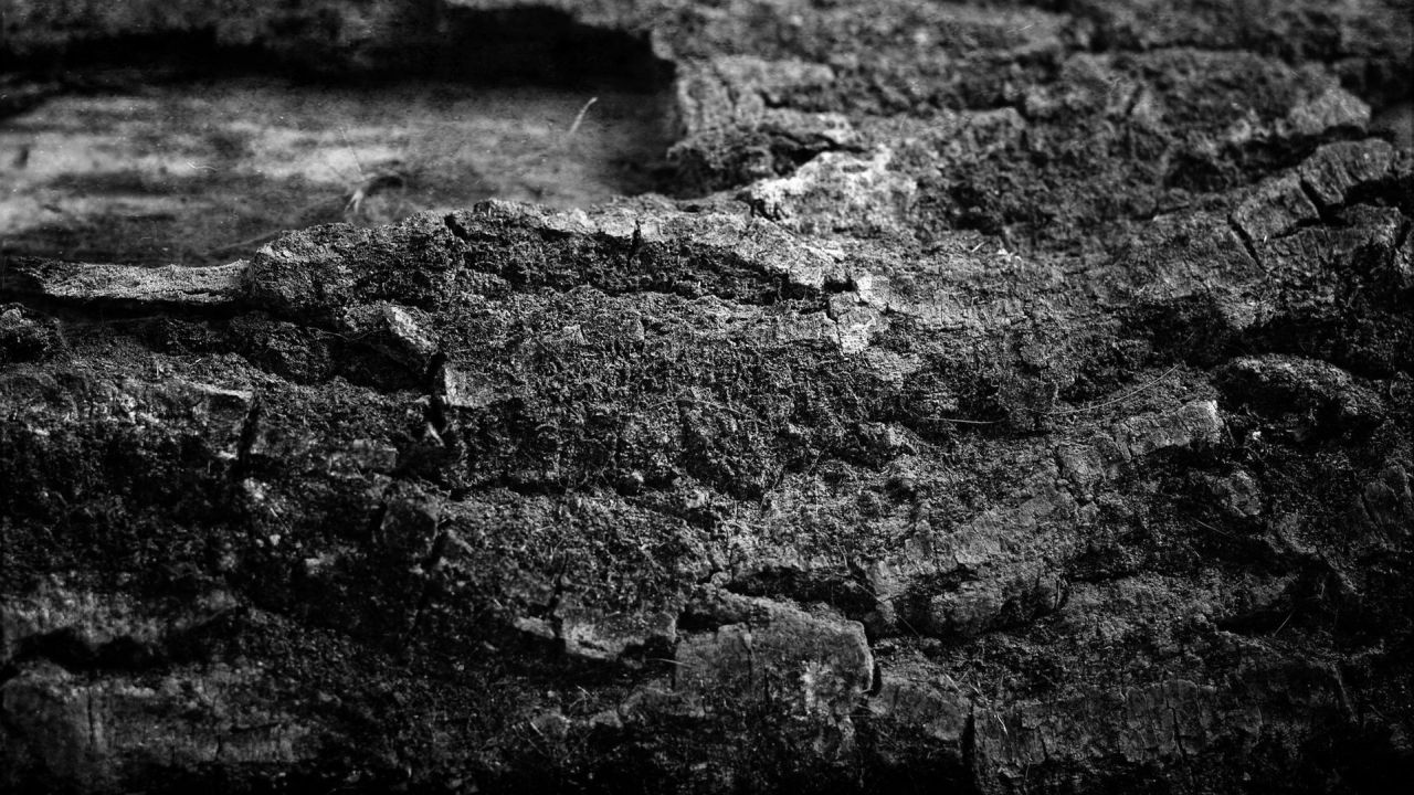 Close-up wood texture black and white