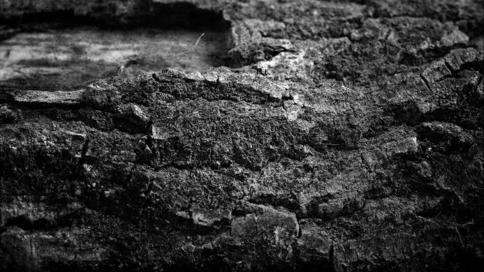 Close up of tree bark in black and white