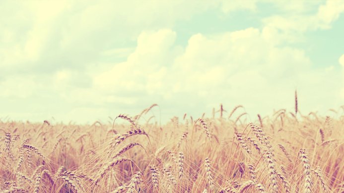 A wheat field under a cloudy sky in a soft, vintage style