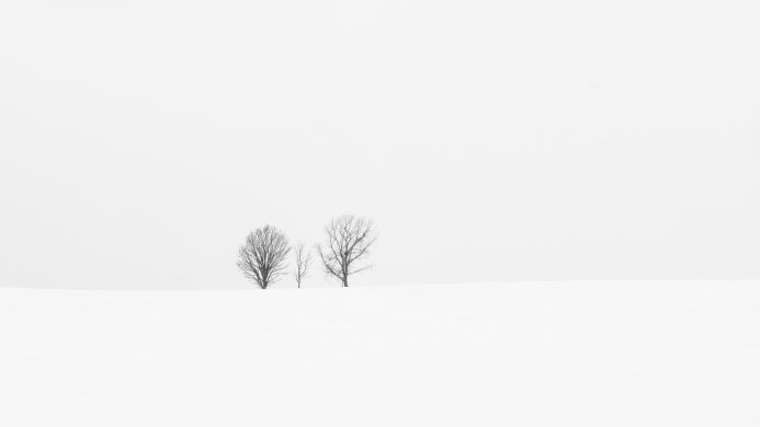 Three bare trees in a snow-covered field under an overcast sky. Minimalist winter landscape