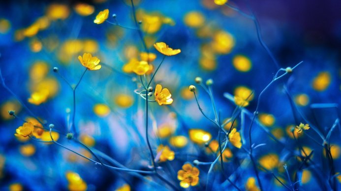 Close-up of yellow buttercup flowers against a blurry blue background