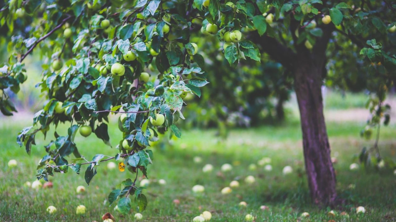 Apple tree with green apples