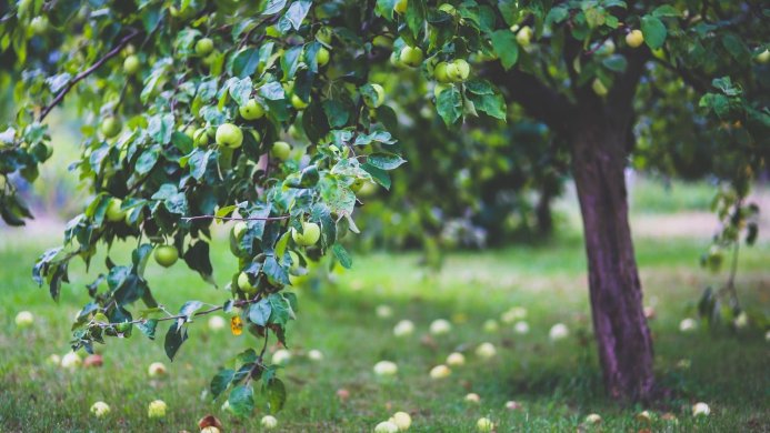 Apple tree with green apples and fallen apples on the grass