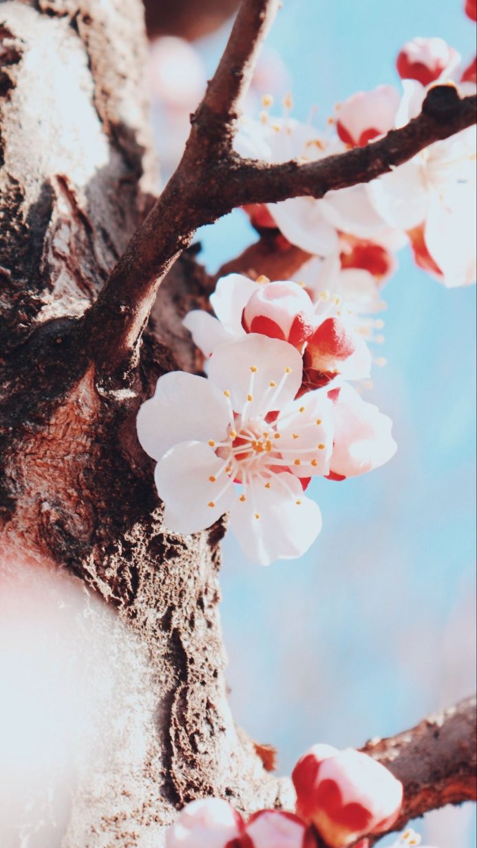 Close-up of apricot blossoms on a branch against a blue sky