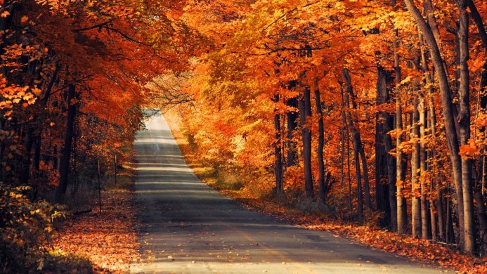 Road through an autumn forest with orange leaves on the trees