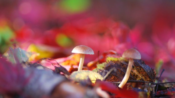 Two small mushrooms surrounded by colorful autumn leaves