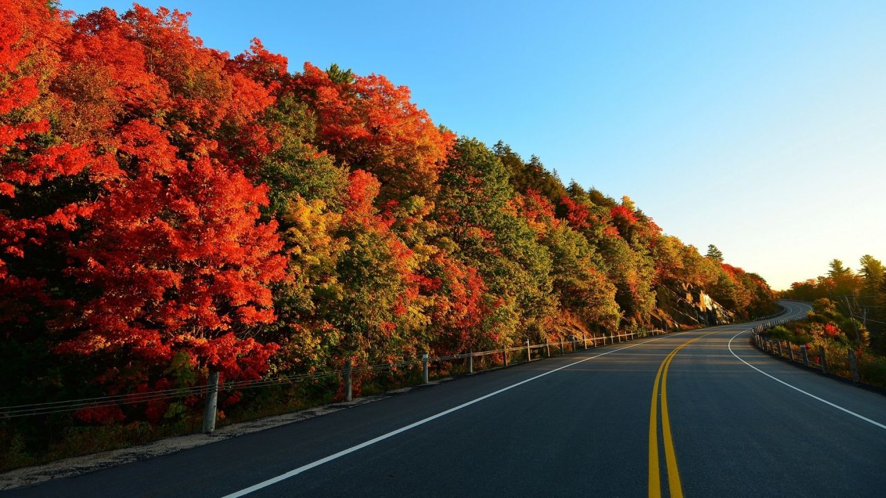 Road through autumn trees