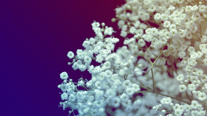 Close-up of delicate white baby's breath flowers against a dark purple background