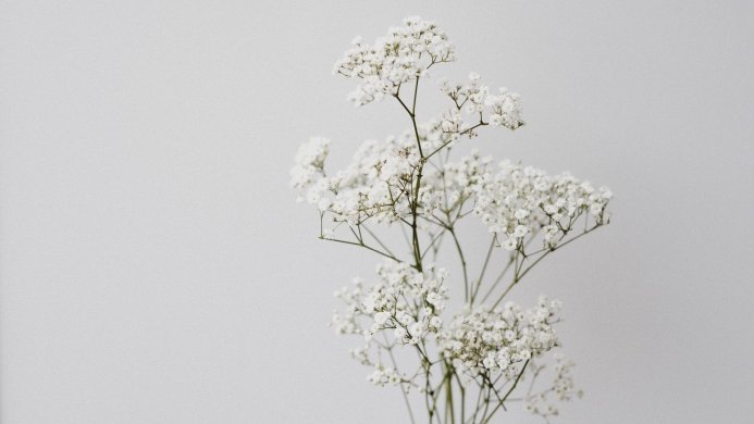 Close-up of baby's breath flowers on a neutral background