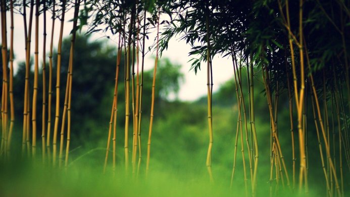 A close-up view of bamboo stalks in a forest setting with a soft, green background