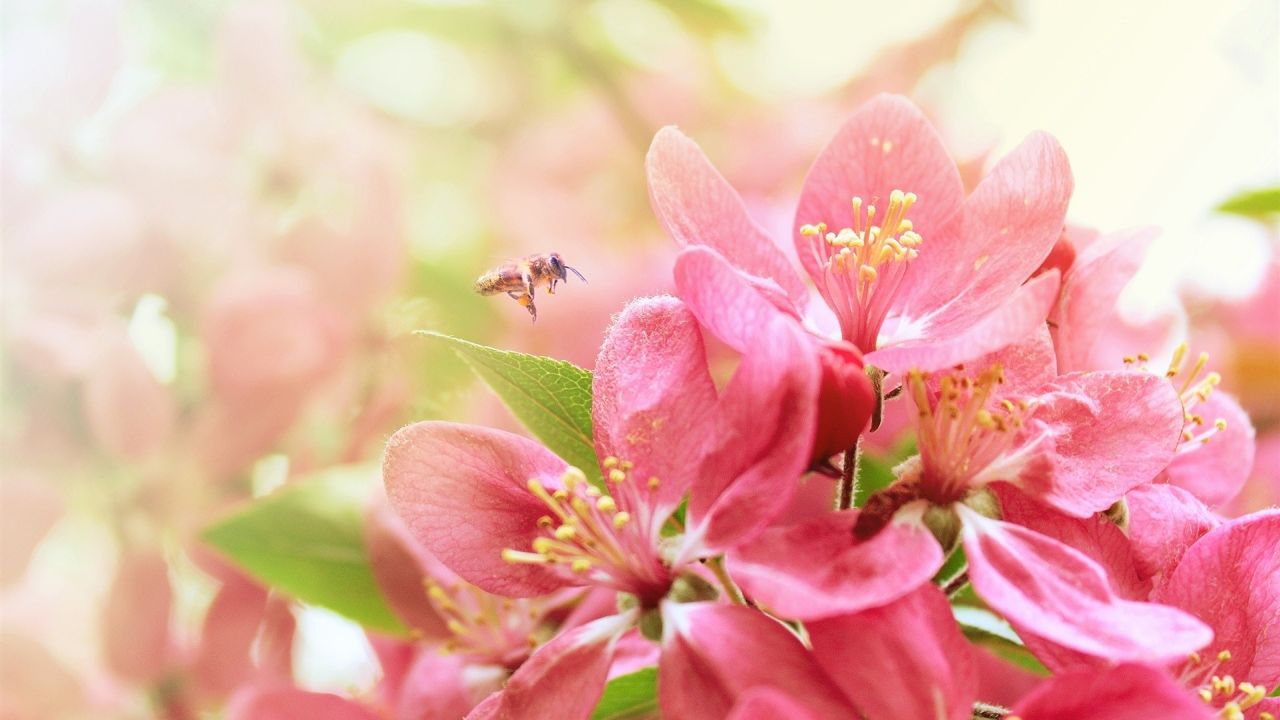 Bee flying near pink flowers