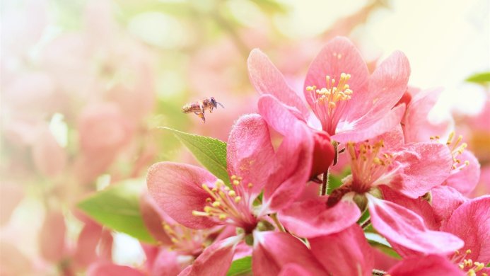 A bee flying near pink blossoms with yellow stamens and green leaves in a soft, blurred background
