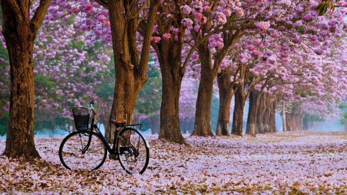 A bicycle parked under blooming pink trees in a park