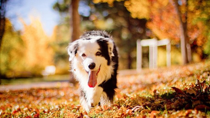 A black and white dog walks through orange autumn leaves with its tongue out