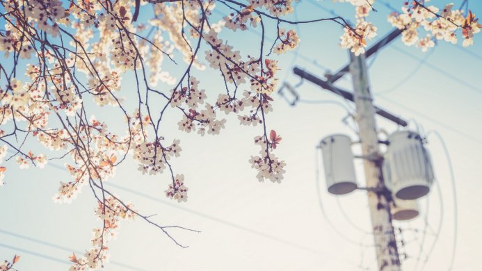Blooming tree branches with white flowers against a light blue sky and a blurred power pole