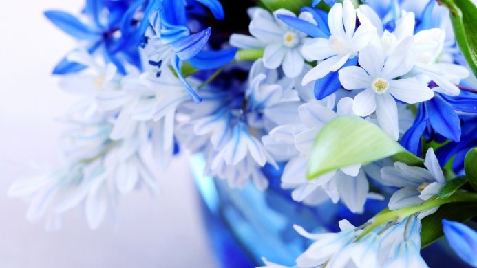 Close-up of a bouquet of blue and white flowers in a blue vase