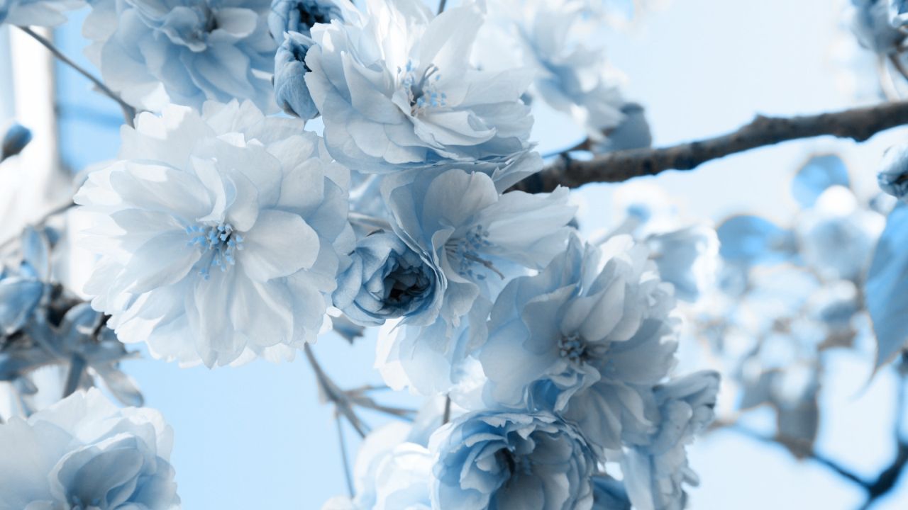 Close-up of blooming cherry blossoms