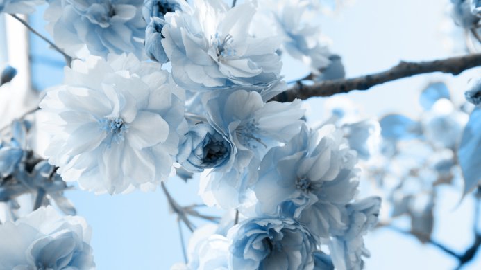 Close-up of blue tinted cherry blossoms on a branch against a light blue sky