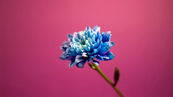Close up of a blue and white chrysanthemum on a pink background