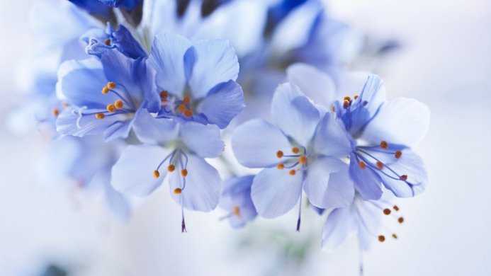 Close-up of blue flowers with orange stamens against a white background