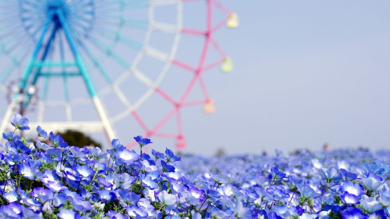 Blue flowers with a ferris wheel