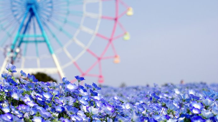 A field of blue flowers with a ferris wheel blurred in the background