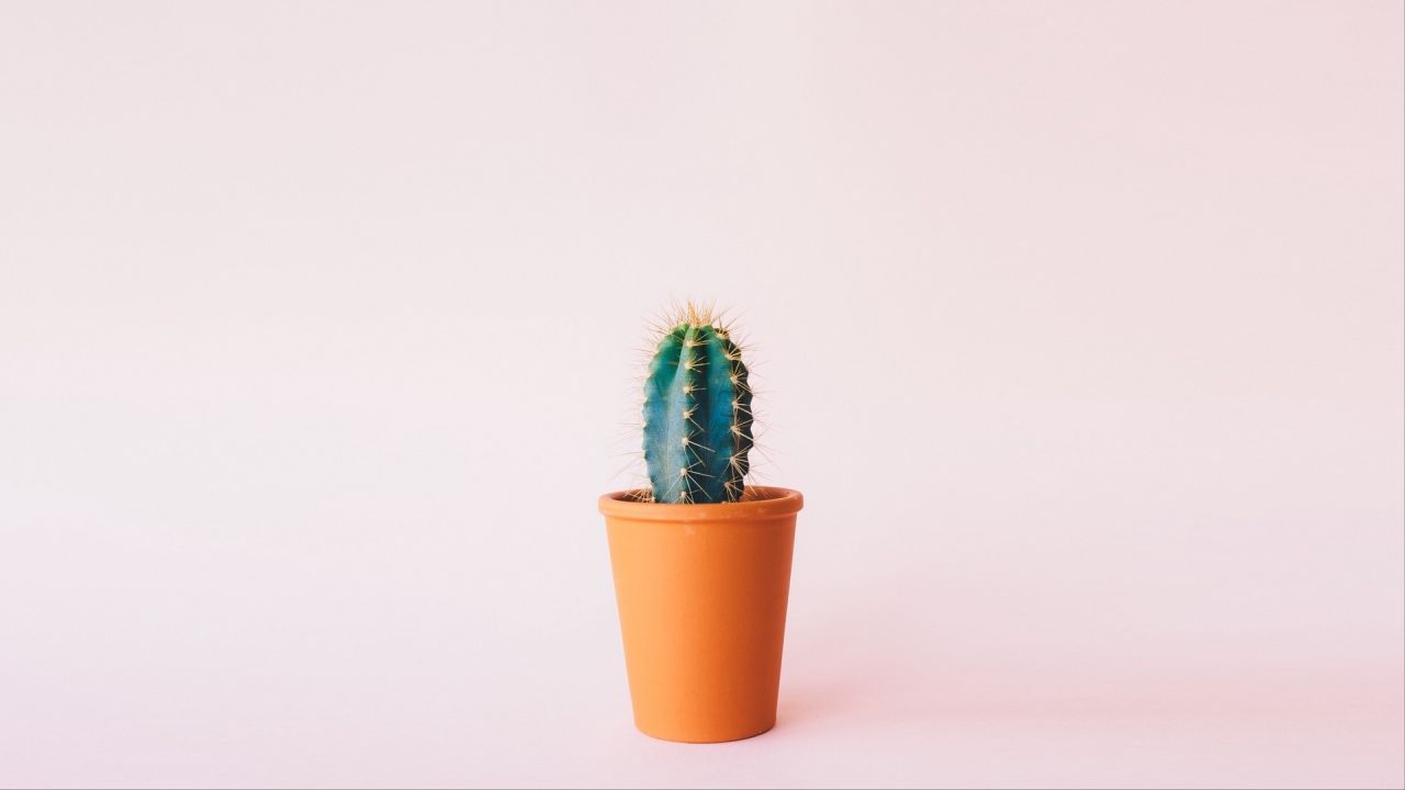Small green cactus in a pot