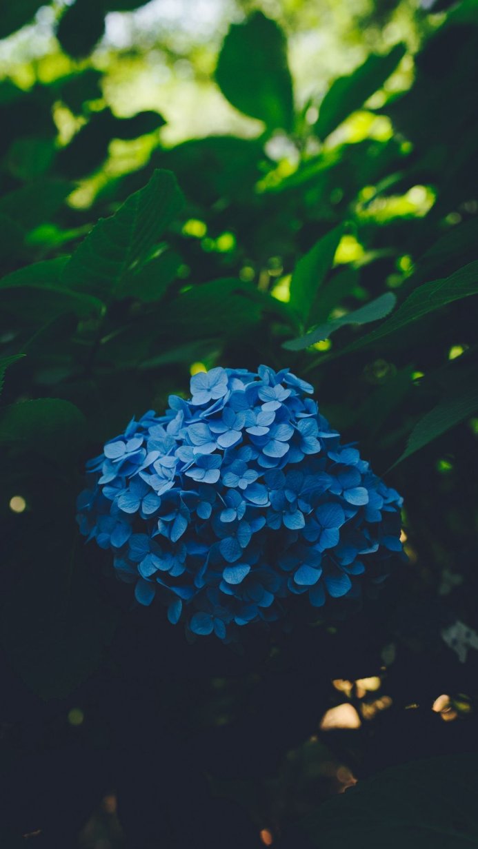 A close-up of a blue hydrangea flower surrounded by green leaves