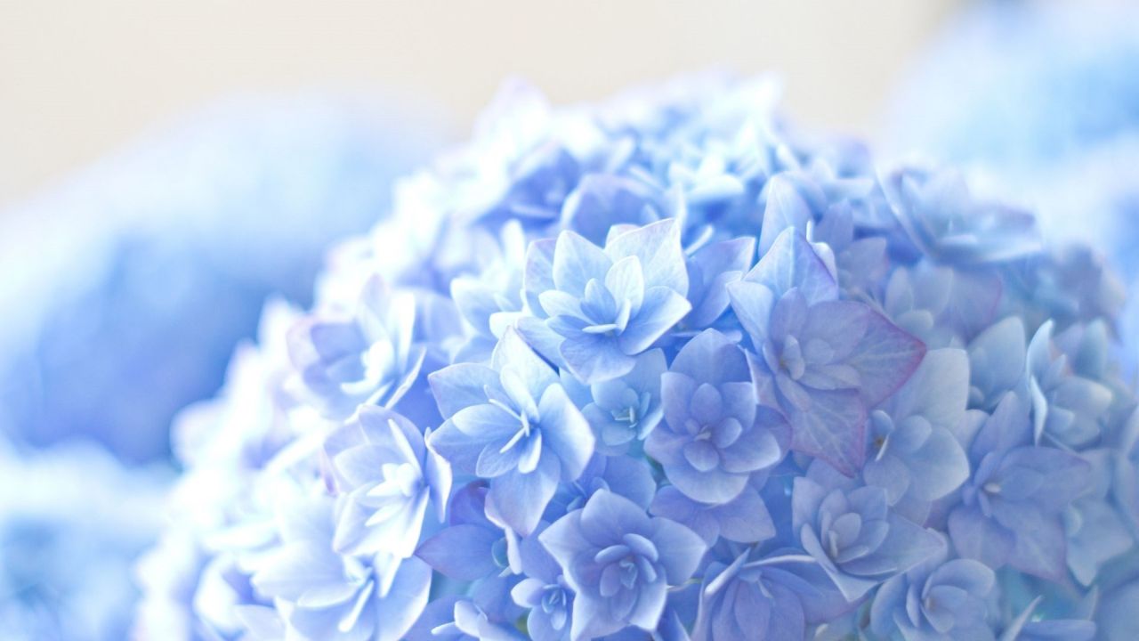 Blue hydrangea flower petals close-up