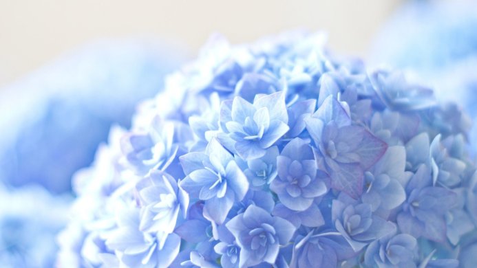 Close-up of a light blue hydrangea flower with soft lighting