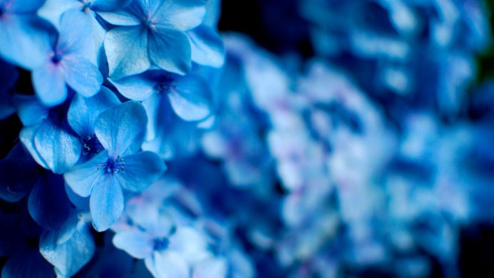 Close-up of blue hydrangea flowers with a blurred background