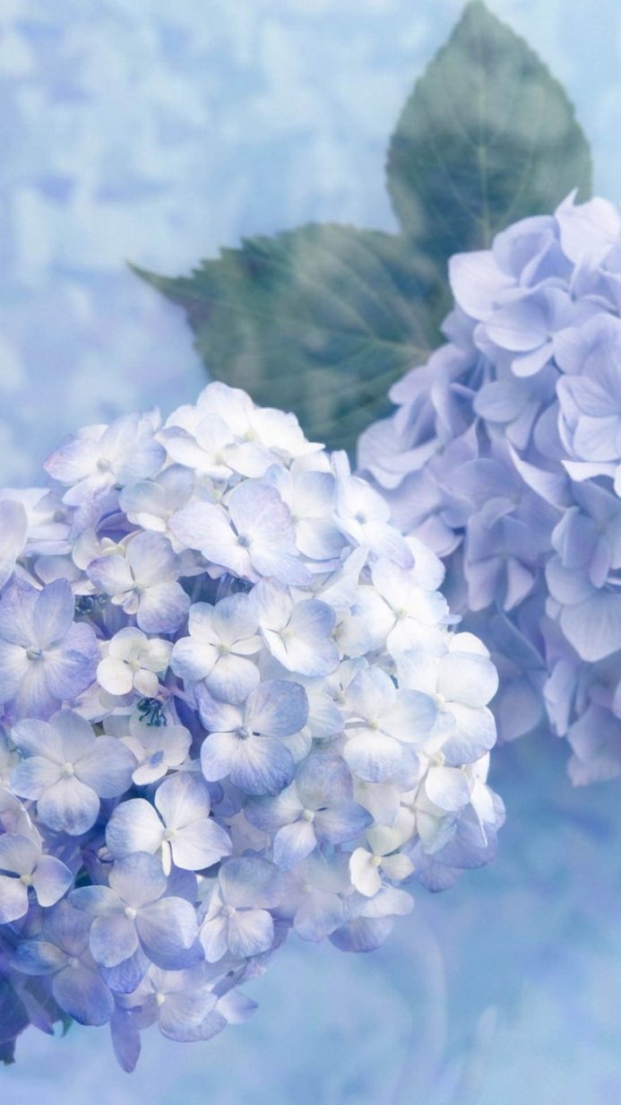Close-up of light blue hydrangea flowers with green leaves, soft focus