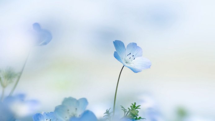 Close-up of blue nemophila flowers with a soft, blurred background