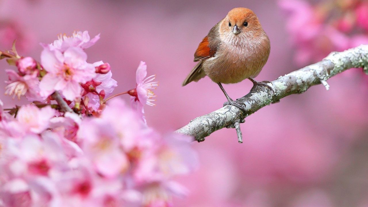 Small bird on a blossoming plum branch