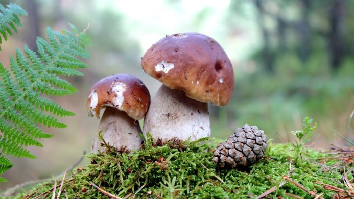 Two brown mushrooms with a pine cone on a mossy forest floor