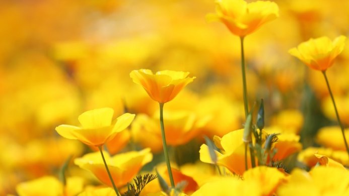 Field of yellow and orange California poppies in full bloom on a sunny day