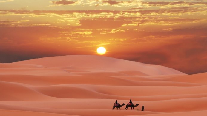 Camels walk across sand dunes during a vibrant desert sunset