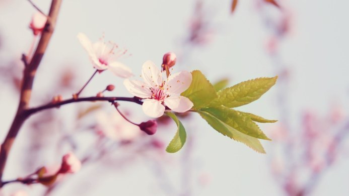 Close-up of cherry blossoms, leaves, and buds on a branch against a light sky