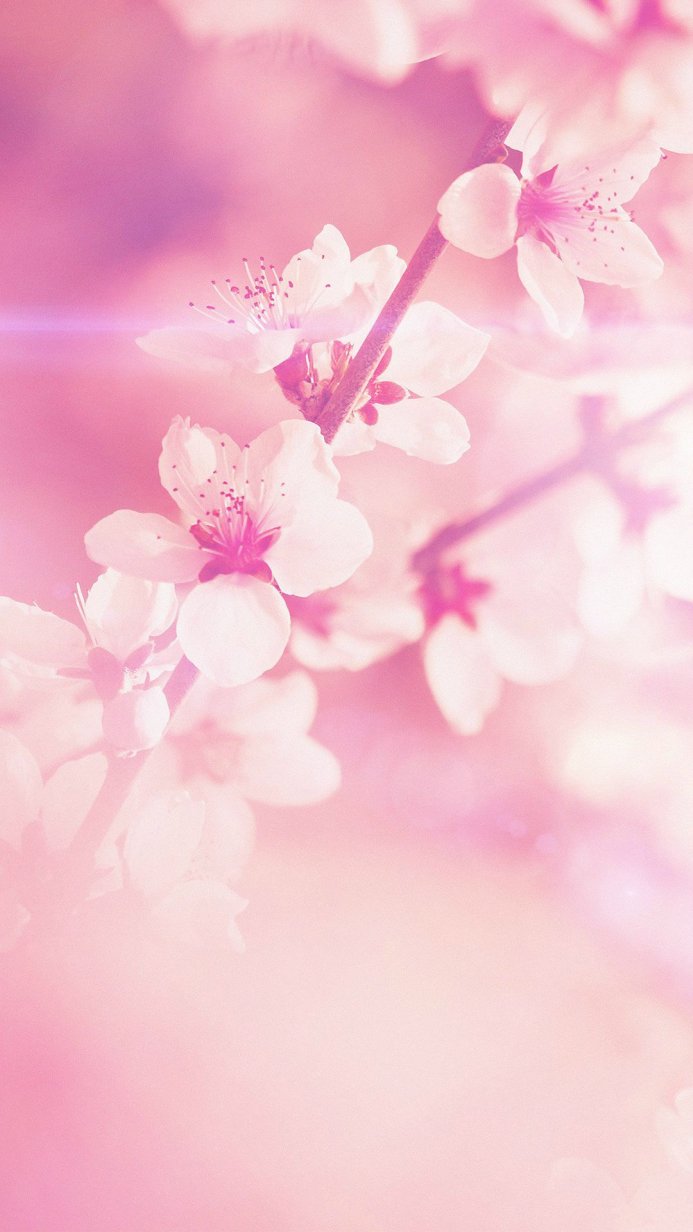 Close-up of cherry blossoms on a branch, soft pink light